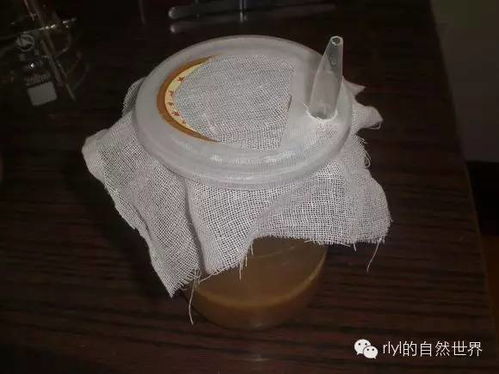 爬寵食品 果蠅飼養喂食容器及培養基自制方法